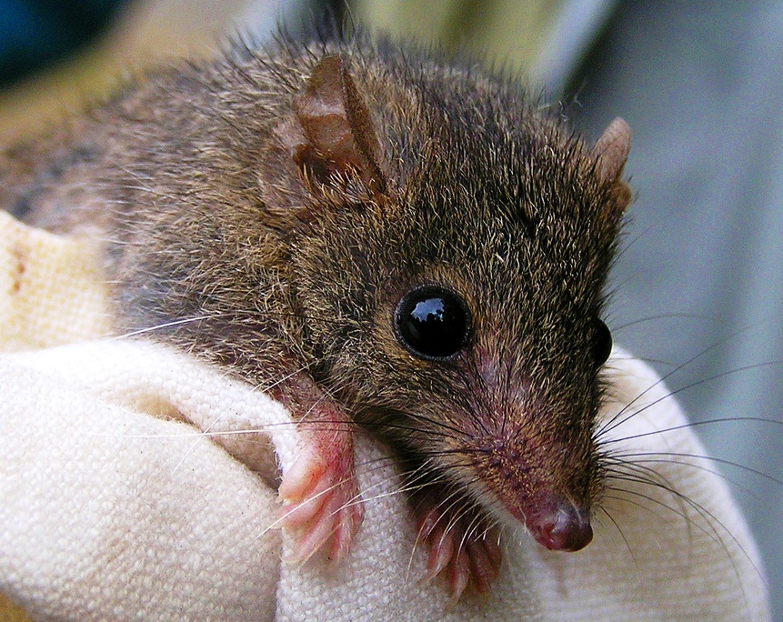 Rato Australiano