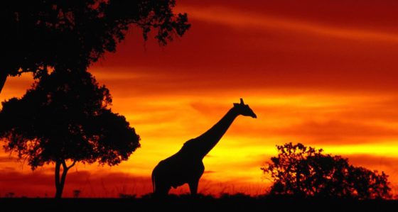 girafa em áfrica