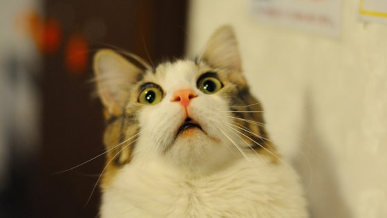 gato supreendido